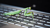Insekter som metafor for programvarefeil ble angivelig innført av datapioneren Grace Hopper etter at noen møll hadde skapt problemer for en elektromekanisk datamaskin hun brukte i 1946.