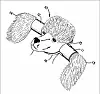 Ikke helt patent hundeørepatent ….