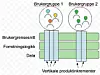 Brukerdrevet, smidig produktutvikling (sterkt forenklet)