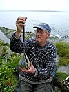 Robert Barrett veier lomviunger på Hornøya i juli 2008. Foto: Adrien Brun