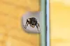 Gravevepsen Gørill i insekthotellet Tøyen Bee & Bee før hun ble funnet død 7. juli. Hun rakk å grave celler til larvene sine, men nå risikerer også de å dø. Foto: Hallvard Elven / Naturhistorisk Museum