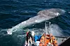 Denne blåhvalen døde i en skipskollisjon. Smeltende is i Arktis har ført til mer skipstrafikk og flere farlige situasjoner. Foto: Craig Hayslip/Oregon State University Marine Mammal Institute, CC BY-SA 2.0