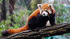 Nettleseren Firefox er oppkalt etter rød panda, og er verdens femte mest brukte nettleser med en markedsandel på omkring 2,5 prosent.