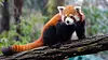 Nettleseren Firefox er oppkalt etter rød panda, og er verdens femte mest brukte nettleser med en markedsandel på omkring 2,5 prosent.