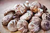 Shiitake-sopp er populær mat, men kan den også få en fremtid i dataindustrien? Kina står for den største shiitake-produksjonen i dag. Foto: Colourbox