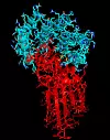 Rosetta@home-prosjektet jobber med hvordan proteiner fra korona-virus binder seg til det menneskelige ACE2-proteinet. Foto: Rosetta@home