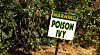 Sårbarheten i IE8 har allerede ført til at brukere har blitt infisert av bakdøren Poison Ivy, det engelske navnet på planten giftsumak. Poison Ivy er også navnet til en av Batmans kvinnelige motstandere.