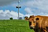 Vindturbinene på mobilmasten skal være så stillegående at de ikke forstyrrer dyrelivet. I hvert fall ikke denne kua. Foto: Vodafone/Alexander Viner