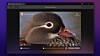 DuckDuckGo-nettleseren har ankommet Windows-plattformen.