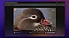 DuckDuckGo-nettleseren har ankommet Windows-plattformen.