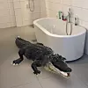 En alligator på badet eller en krokodille i taket. Velg selv. Foto: Svein-Erik Hole
