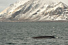 En finnhval svømmer i farvannet utenfor Svalbard. Nå har forskere brukt Svalbards fiberoptiske nettverk til å lytte til hvaler selv om de er stille.