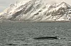 En finnhval svømmer i farvannet utenfor Svalbard. Nå har forskere brukt Svalbards fiberoptiske nettverk til å lytte til hvaler selv om de er stille.