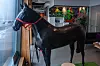 Hest er best synes å være slagordet på gründerhuset i Stavanger. Foto: Eirik Tangeraas Lygre