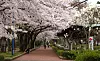 Kirsebærtrær i full blomst i Tsutsujigaoka-parken i Sendai-provinsen i Japan. Foto: Wikimedia