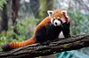 Navnet Firefox kommer fra et kallenavn på rødpanda. Foto: Mathias Appel, CC10 public domain